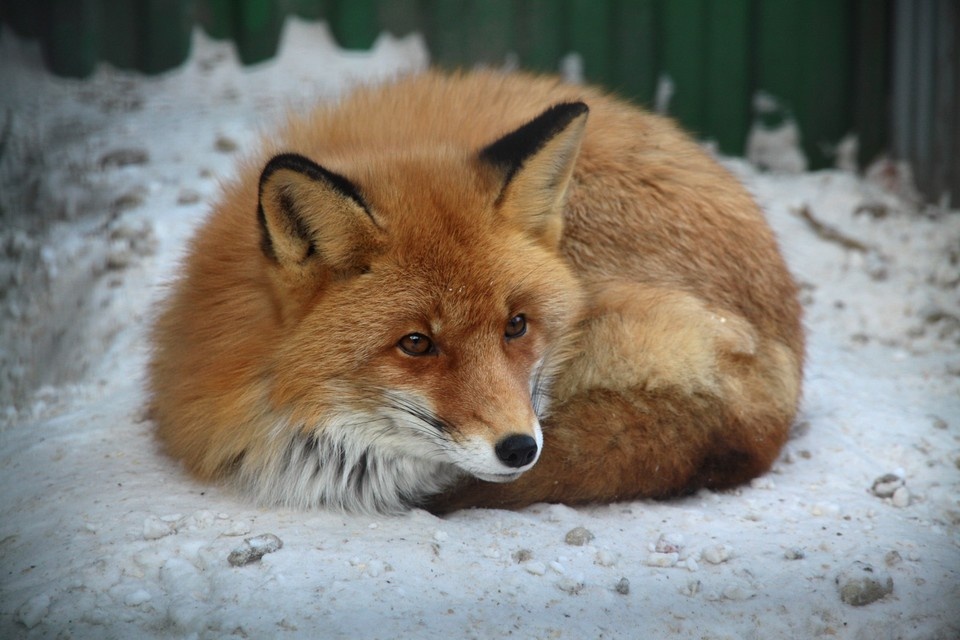    Диких животных можно встретить в черте города Юлия ПЫХАЛОВА