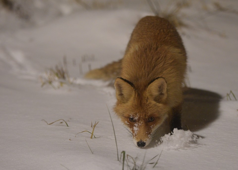    Милые лисицы могут быть очень опасными для человека Михаил ФРОЛОВ