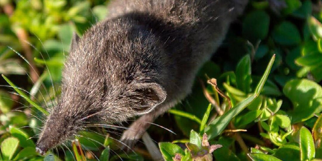 Биологи описали неизвестную ранее землеройку с телом длиной около 5 см