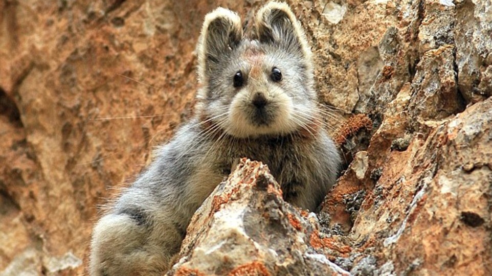 Интересные факты про редчайшее животное планеты — илийскую пищуху