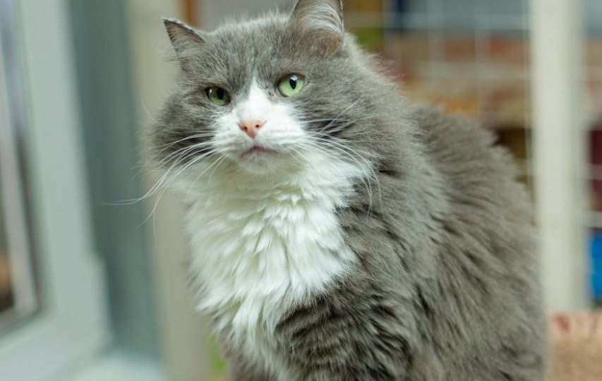 Из приюта - в семью: Первые дни вместе.