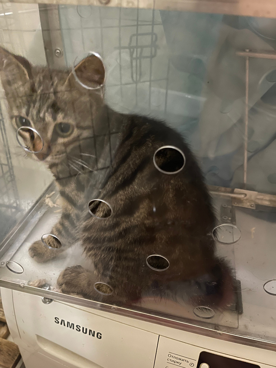 Я с детства мягкий и ласковый