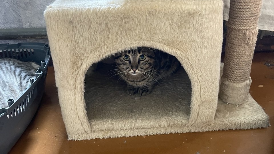 Самый мирный житель приюта. Кот Пряник выбирает доброту и ищет свой уютный дом