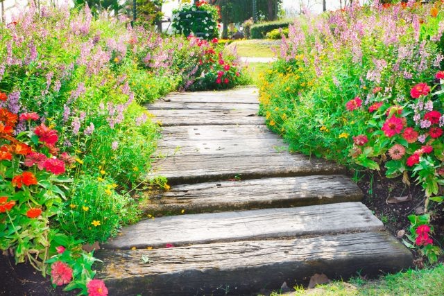 Что посадить вдоль дорожек — 16 цветов, которые я советую всем  📷
