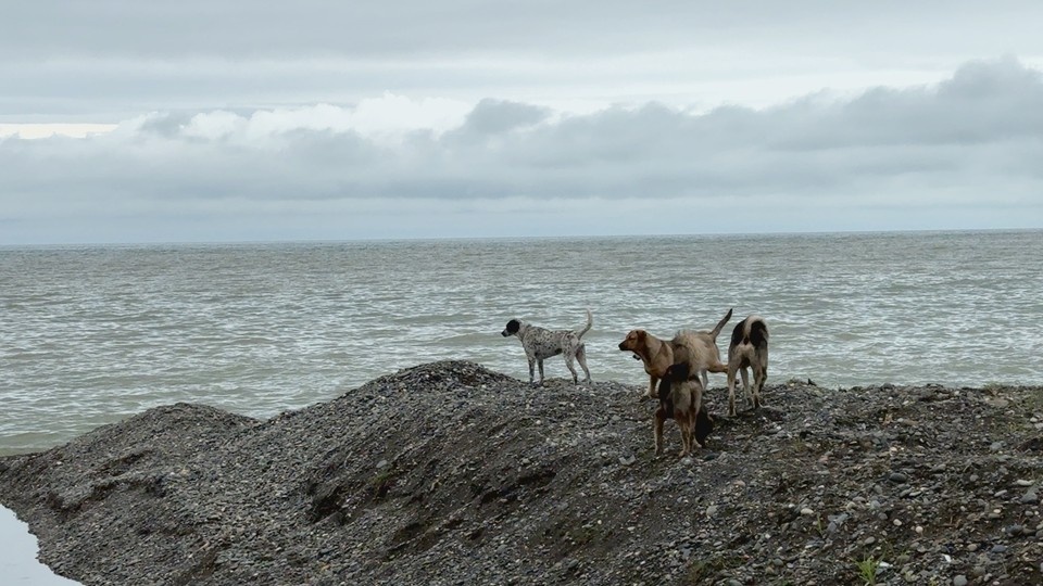    Самарцам не рекомендуют подкармливать бездомных животных Олег УМАРОВ