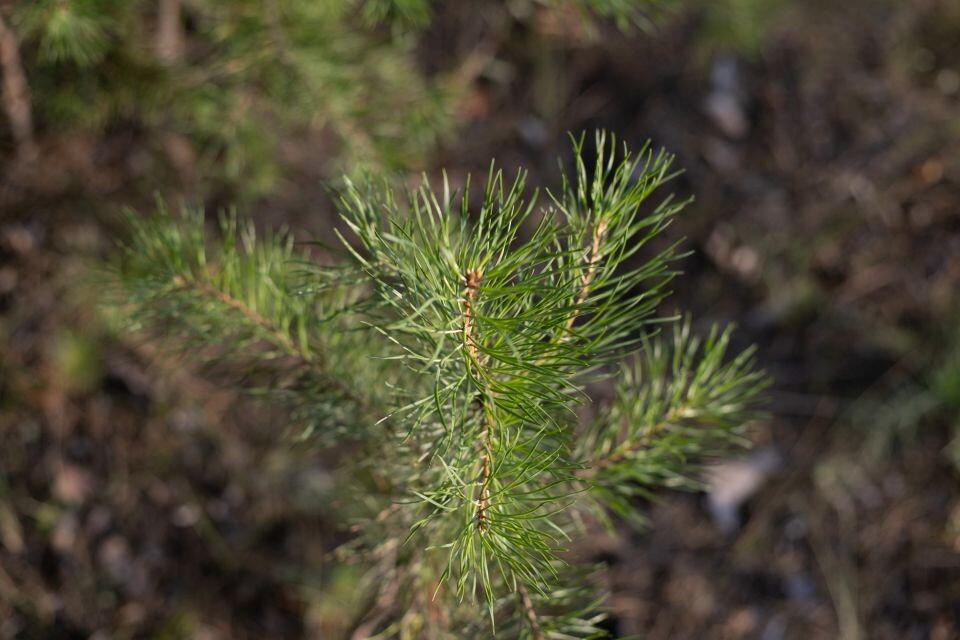    Лес. Деревья. Источник: Анна Меньшикова