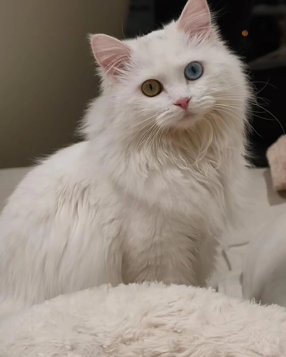 Турецкая ангора