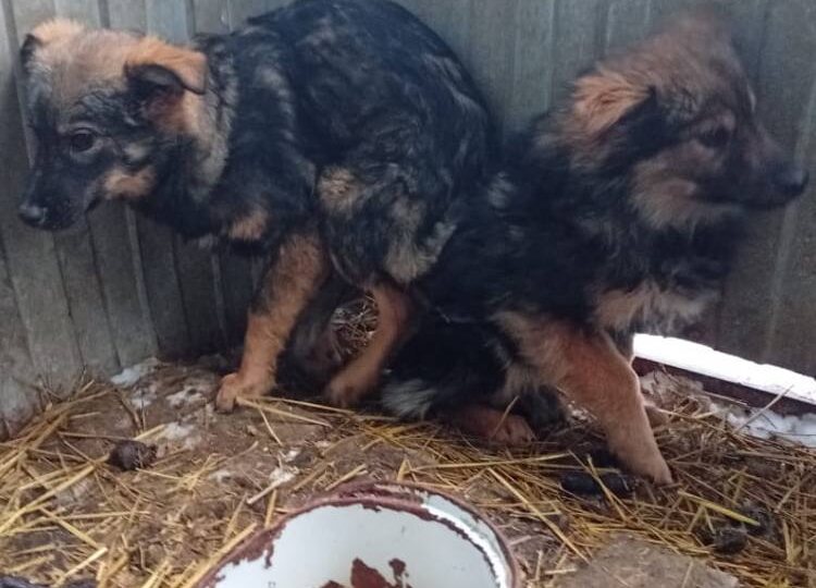 Их сожгут заживо через 2 дня😩