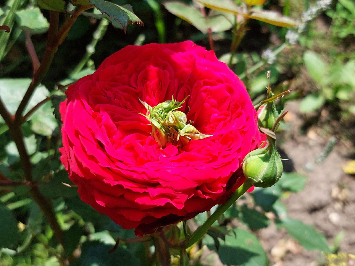 Роза Красная шапочка.