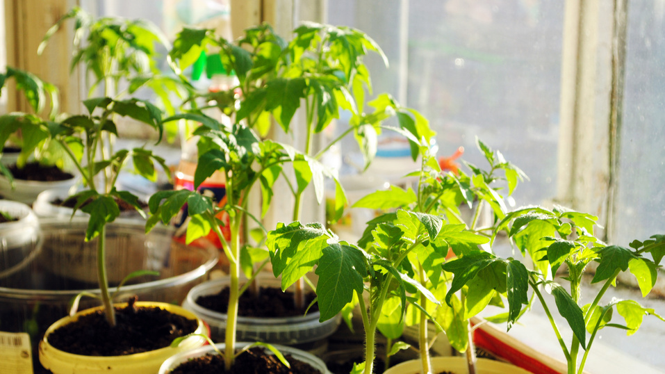 Выправляю вытянутую рассаду томатов простым методом. Корни крепнут, стебли утолщаются