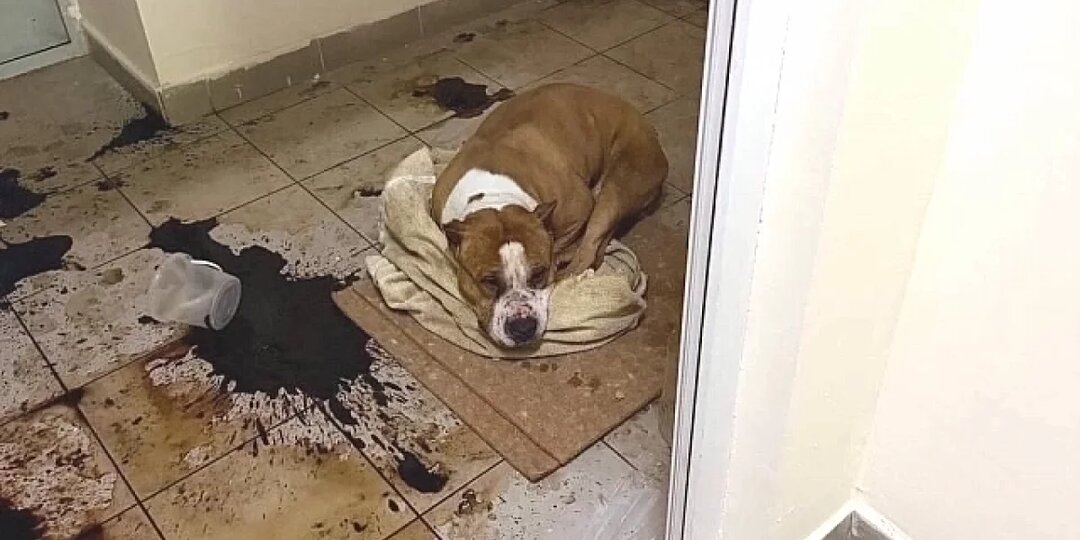 «Надеялся, что сдохнет за 3 дня». Владелец избил и отравил собаку «за кота»