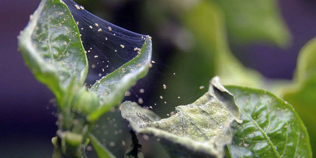 💖Паутинного клеща убираю с рассады за 100р и без мороки: подходит для сада и комнатных растений