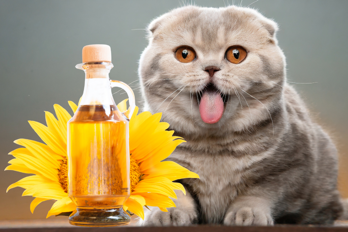 Можно ли кошкам подсолнечное масло