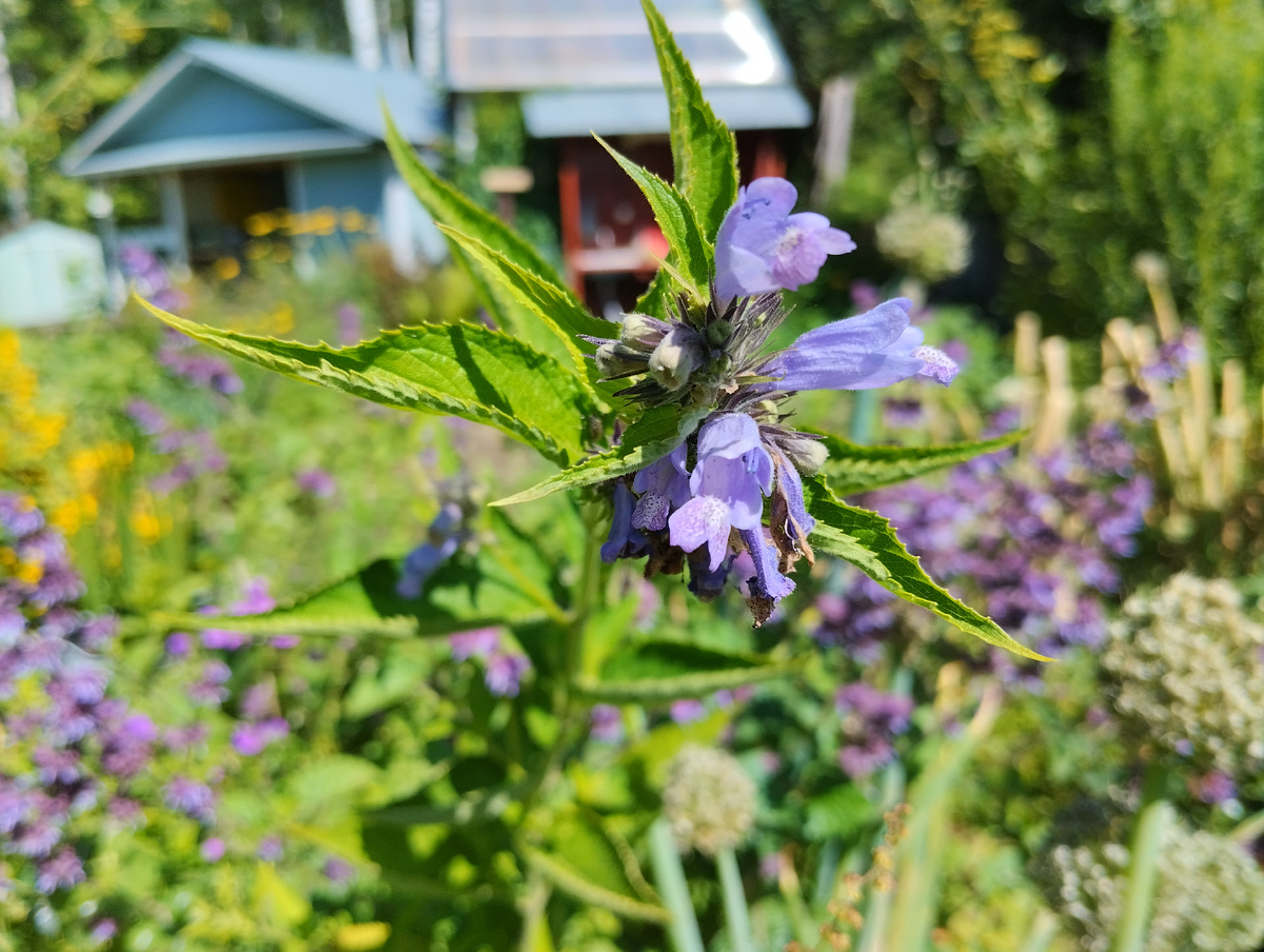 С любимой дачей вскоре придётся попрощаться