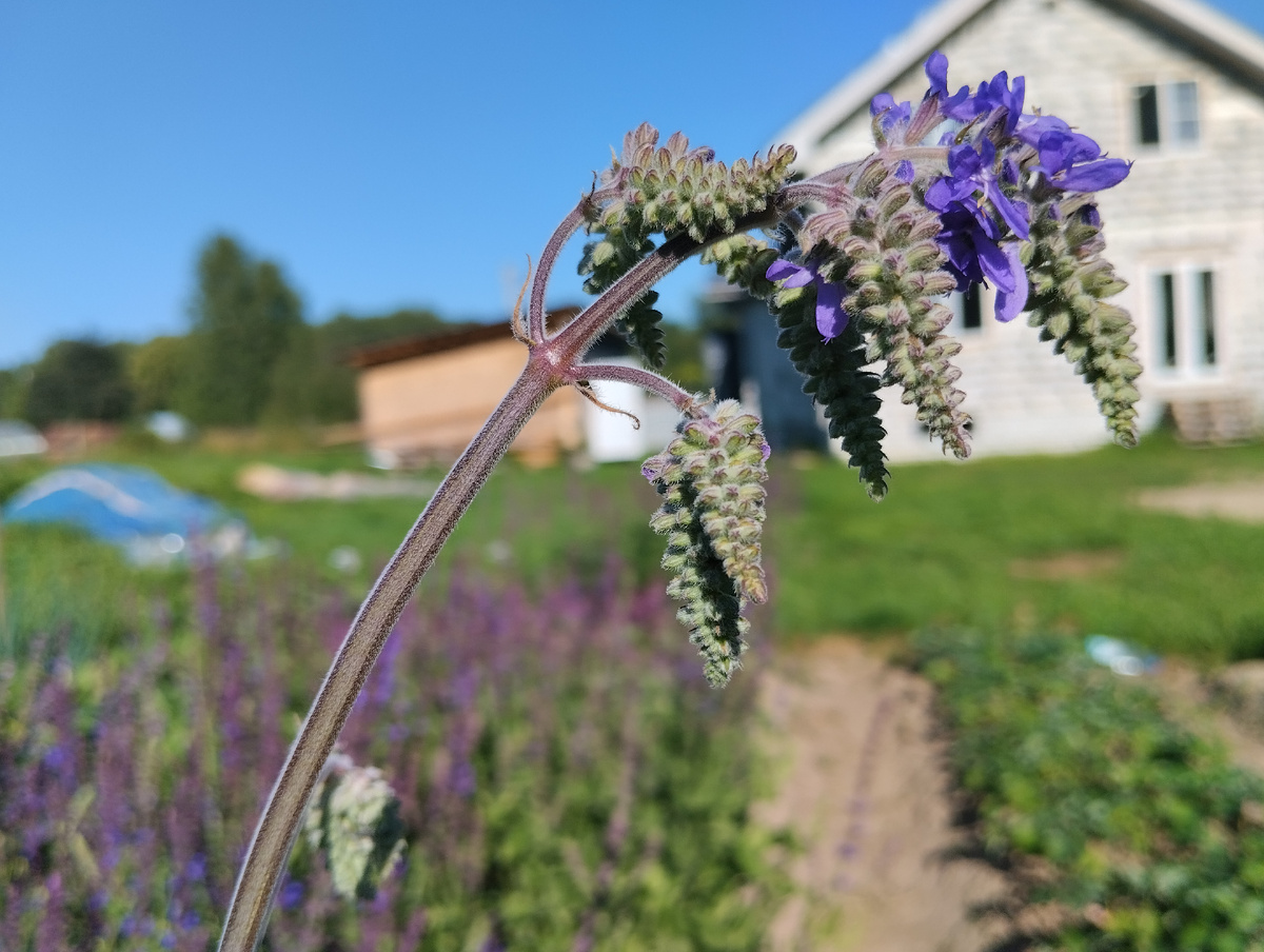 Пока дом строится, не стала ждать окончания работ - сразу занялась садом