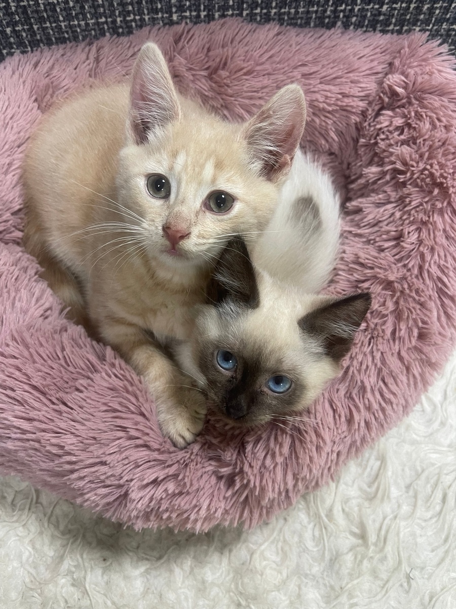 Санек в приюте до болезни