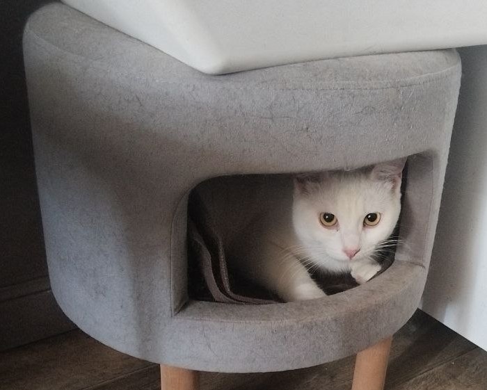 Так я ж тигр! Ну и что, что белый! Я альбинос