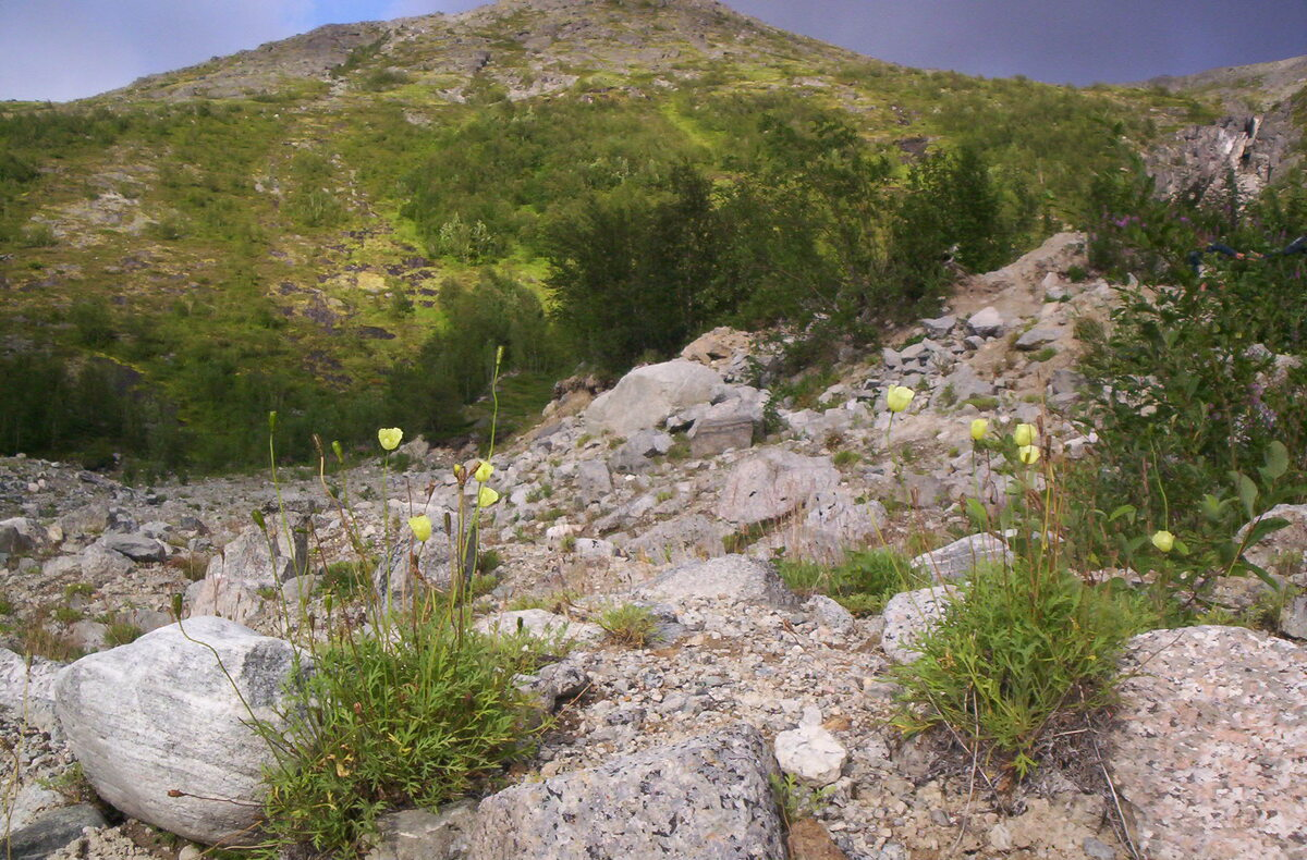 дикие маки в Заполярье