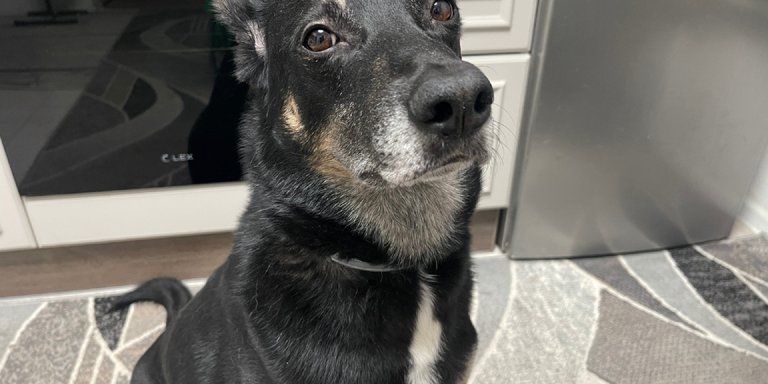 Какую воду давать собаке?