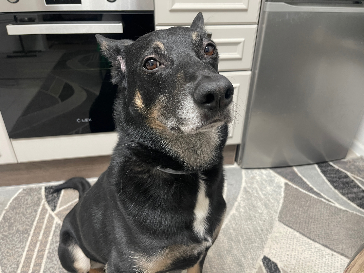 Кстати, я за целый день реально могу выпить целую миску воды! А иногда и больше 😅! Но бывает и меньше 😁!