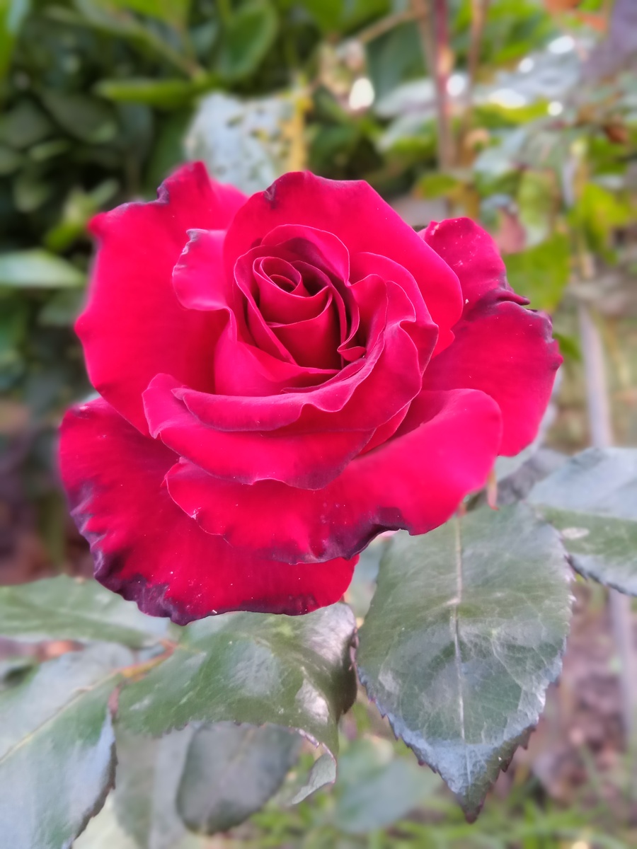 Black Magic, селекция Tantau