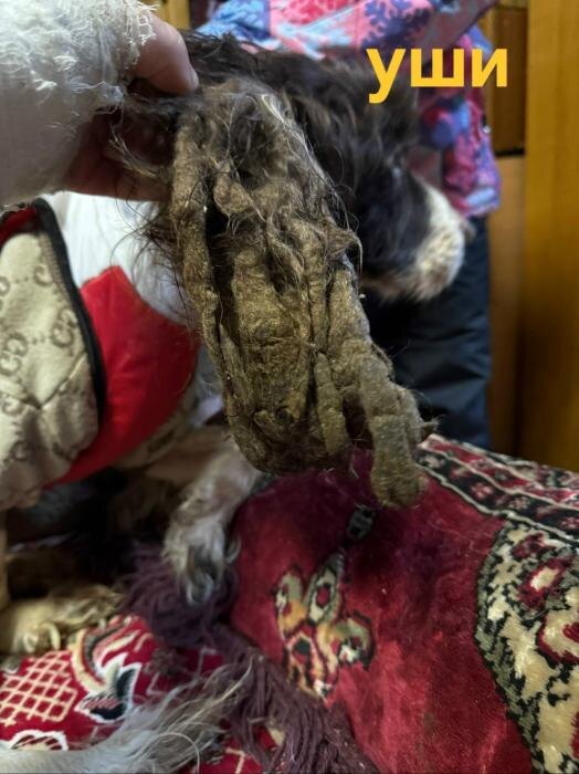 Обнаруженный в квартире спаниель
Фото: из группы приюта «Лесопилка» в соцсети «ВКонтакте»