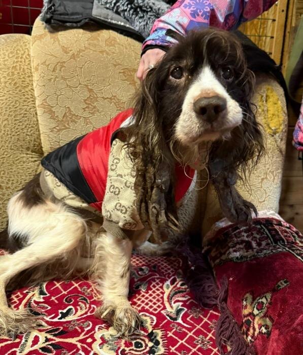 Обнаруженный в квартире спаниель
Фото: из группы приюта «Лесопилка» в соцсети «ВКонтакте»