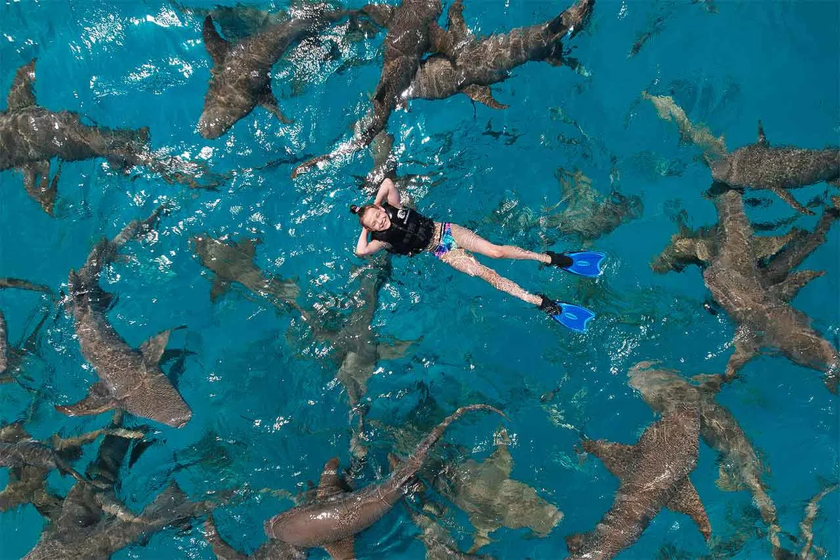 Сноркелинг с китовыми акулами