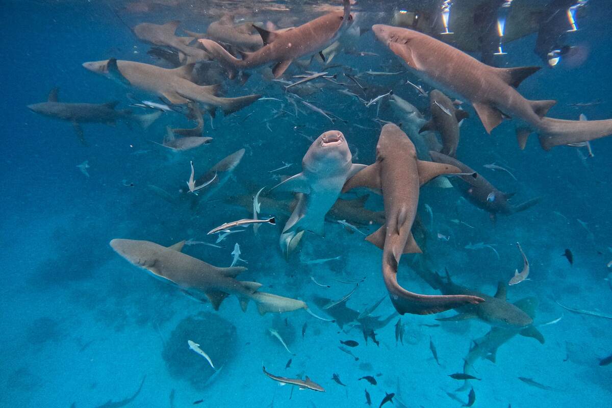 Сноркелинг с китовыми акулами