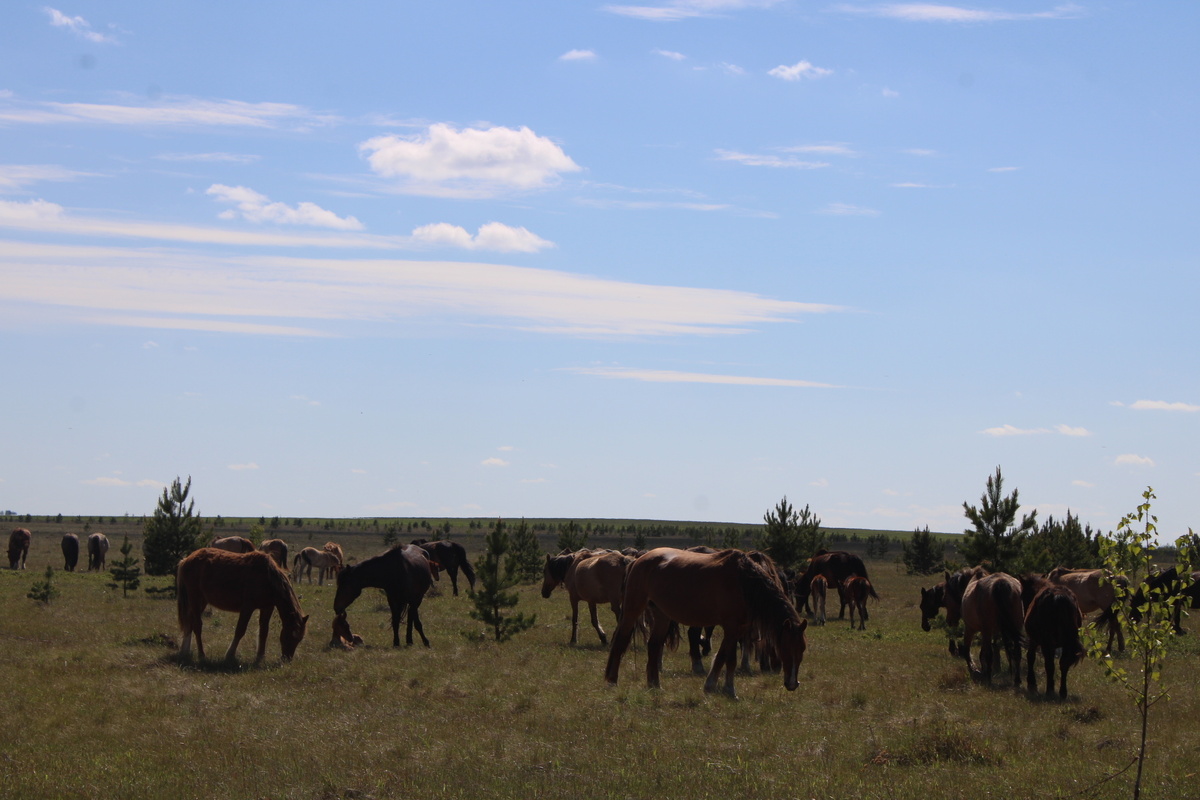     Көслө айғыр бүреләр көтөүенә ҡаршы һуғыша