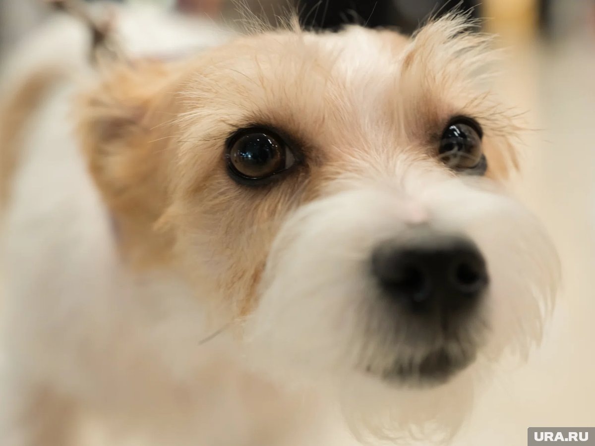     В большинстве случаев ночной скулеж — следствие образа жизни