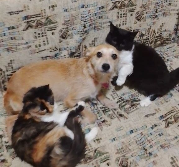 Маленькая собачка ищет дом и семью