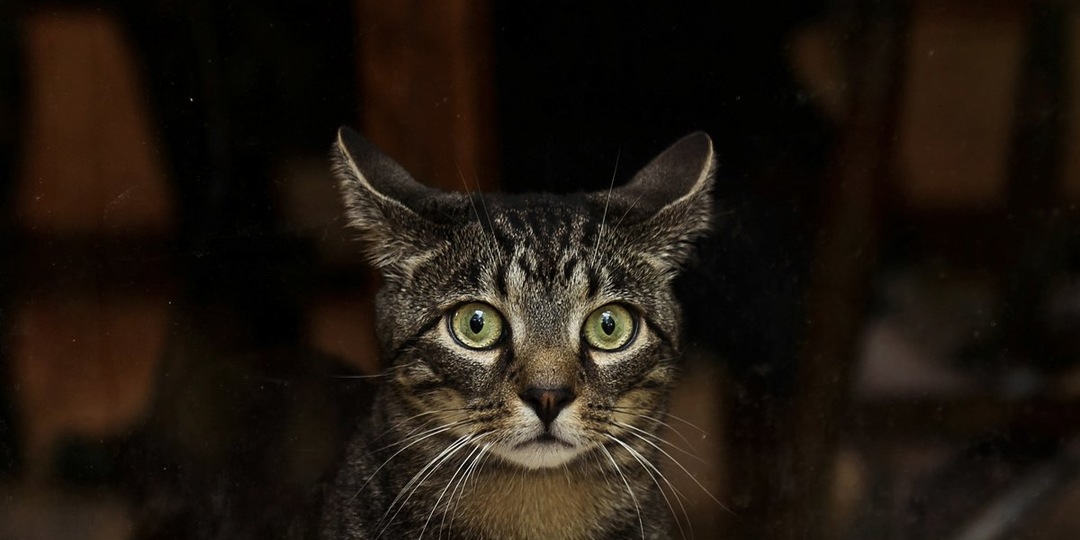 Три дня в ледяной темноте: пожилая кошка боролась за жизнь в брошенной квартире в Петербурге