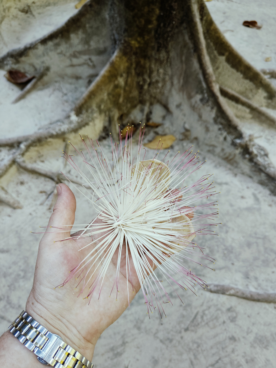 Этот цветок вдохновил режиссёра при создании фильма Аватар.