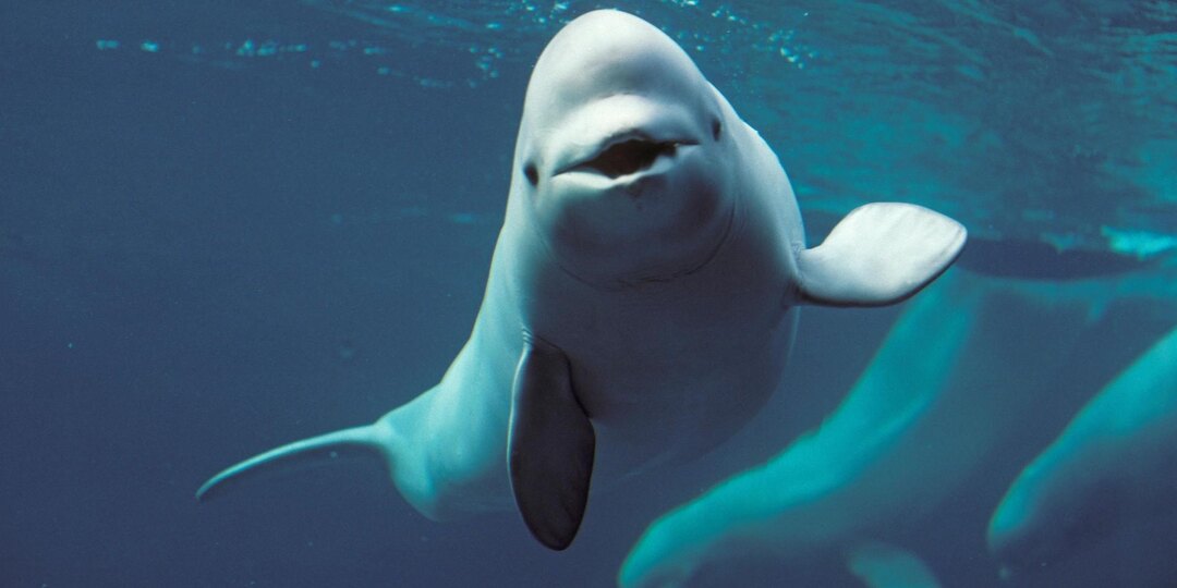 Биологи: обмен партнерами помог белухам сохранить генетическое разнообразие