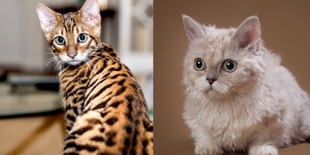 7 необычных пород кошек, которые кажутся ненастоящими