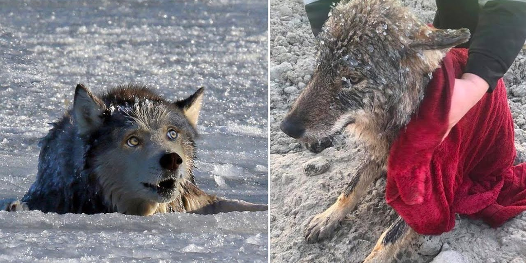 Зимний путь через реку, который привёл к неожиданной дружбе