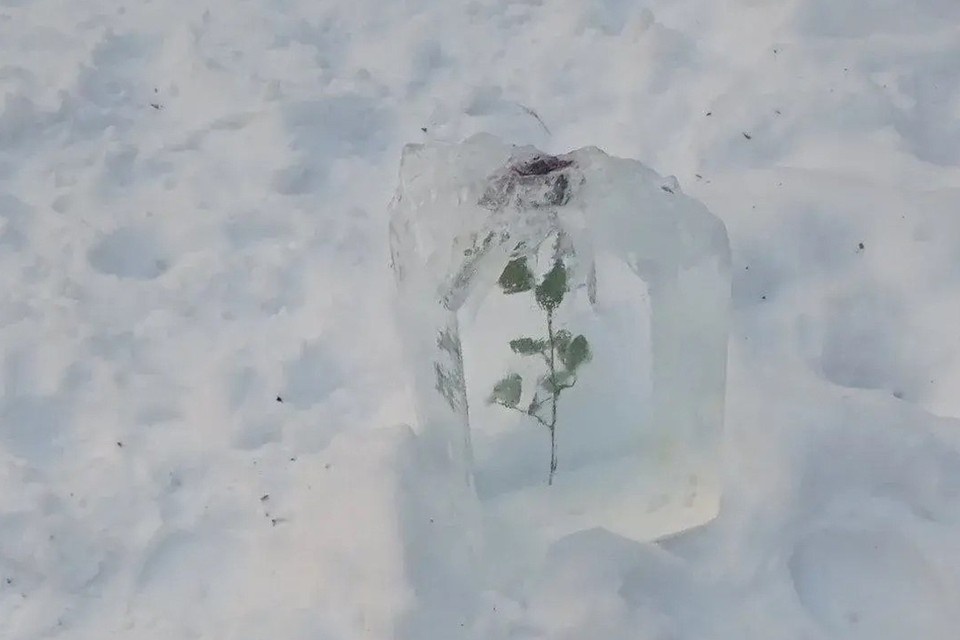    В Петербурге нашли необычную розу. Фото: t.me/komkras