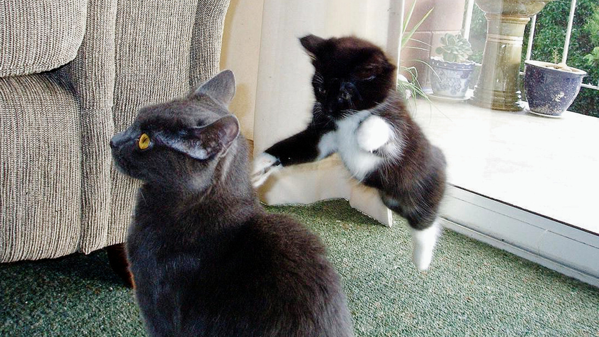 Кошке нужно много терпения, чтобы воспитать ораву котят