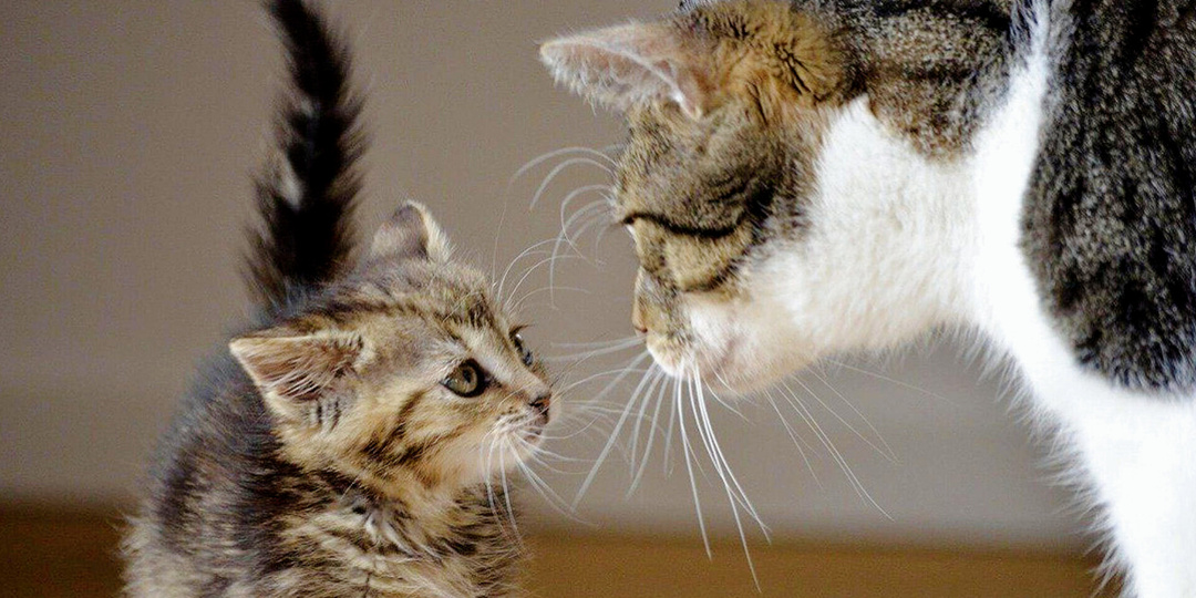 Слушай сюда или лапой по лбу: как мама-кошка воспитывает маленьких котят, 5 важных уроков усатой маман