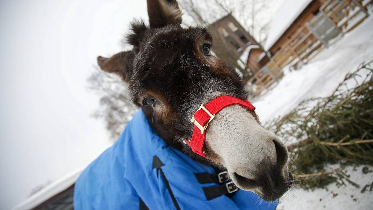    Фото: Артур Новосильцев / АГН Москва