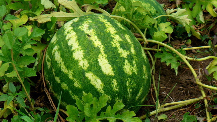 Проверенные сорта 