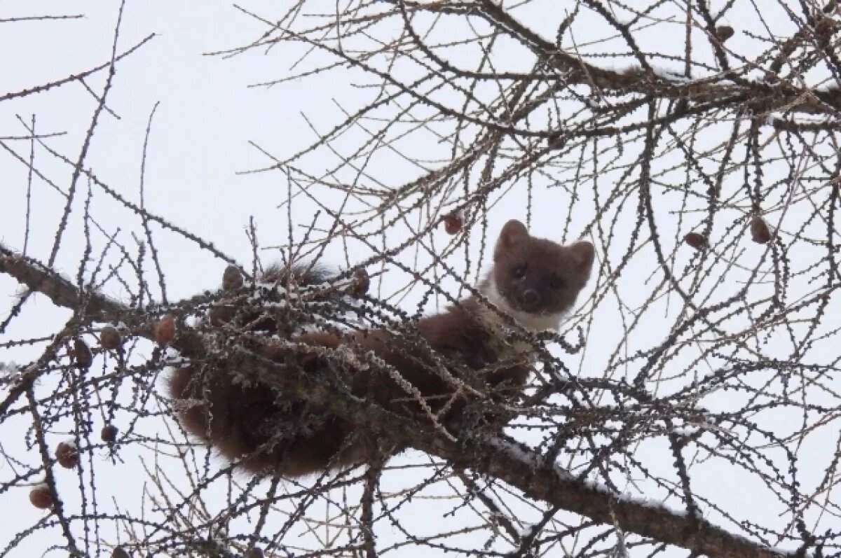   Возле картинной галереи в Твери заметили лесного хищника