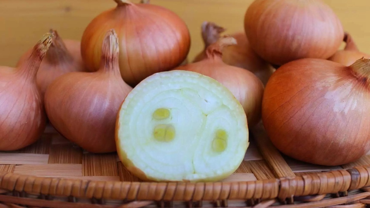 Из одной луковицы семейного лука получил 8 штук - экономия налицо