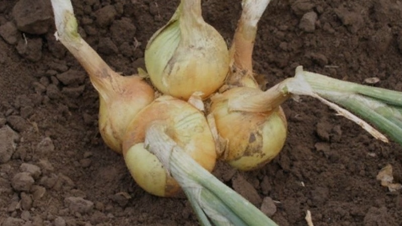 Семейный лук сразу дает несколько ростков - это его главное отличие