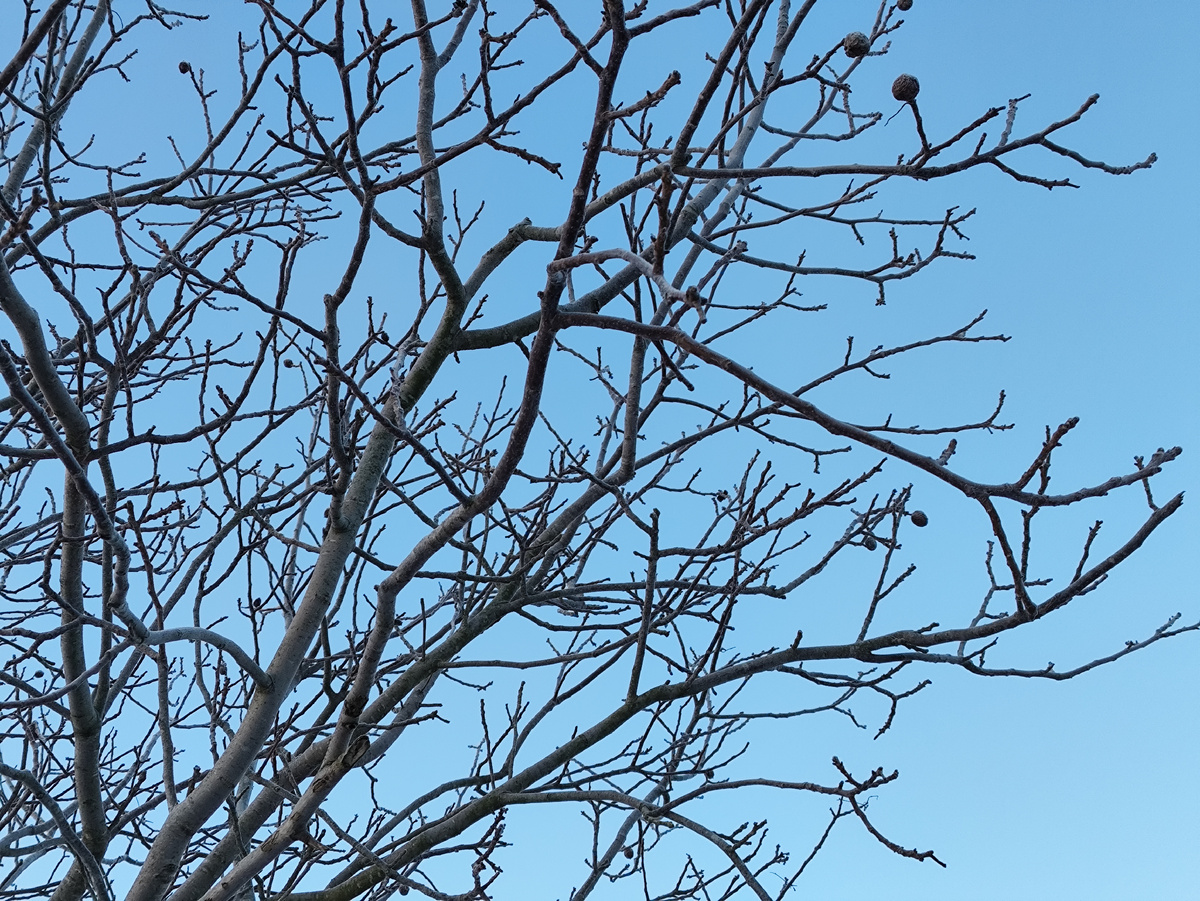 Если присмотреться, все ветки в инее