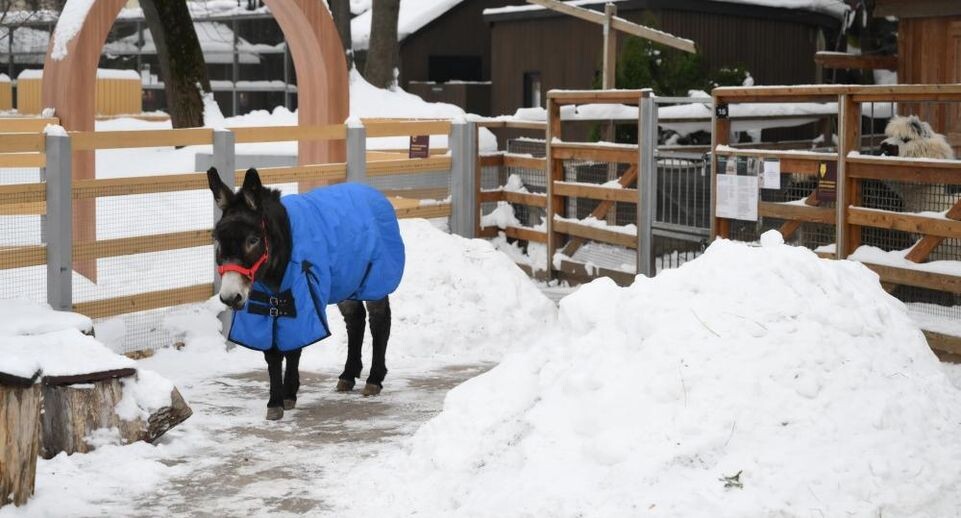    РИА «Новости»