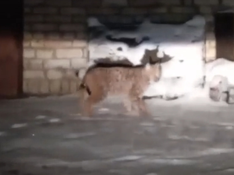     скрин видео ВК Это случилось в Рыбинске