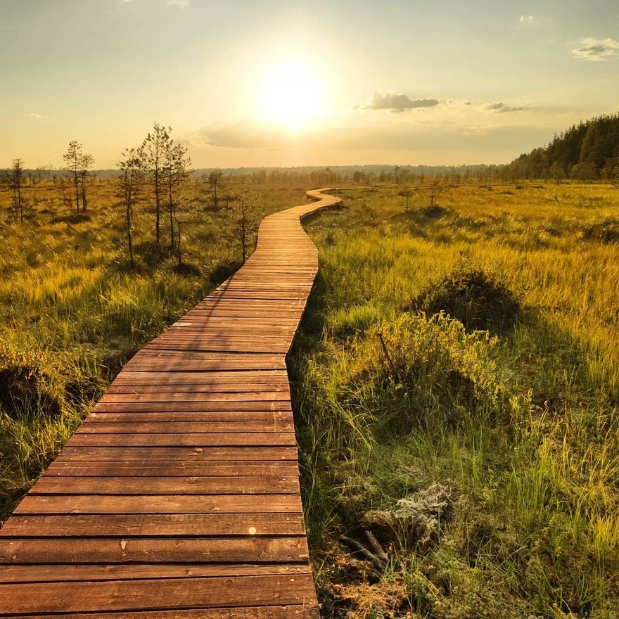 Экотропа "Сестрорецкое болото", фото с сайта: fiesta.ru