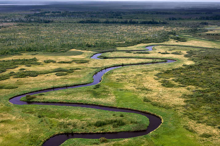 Пешком по болотам России: маршруты, звери, растения и правила безопасной прогулки.